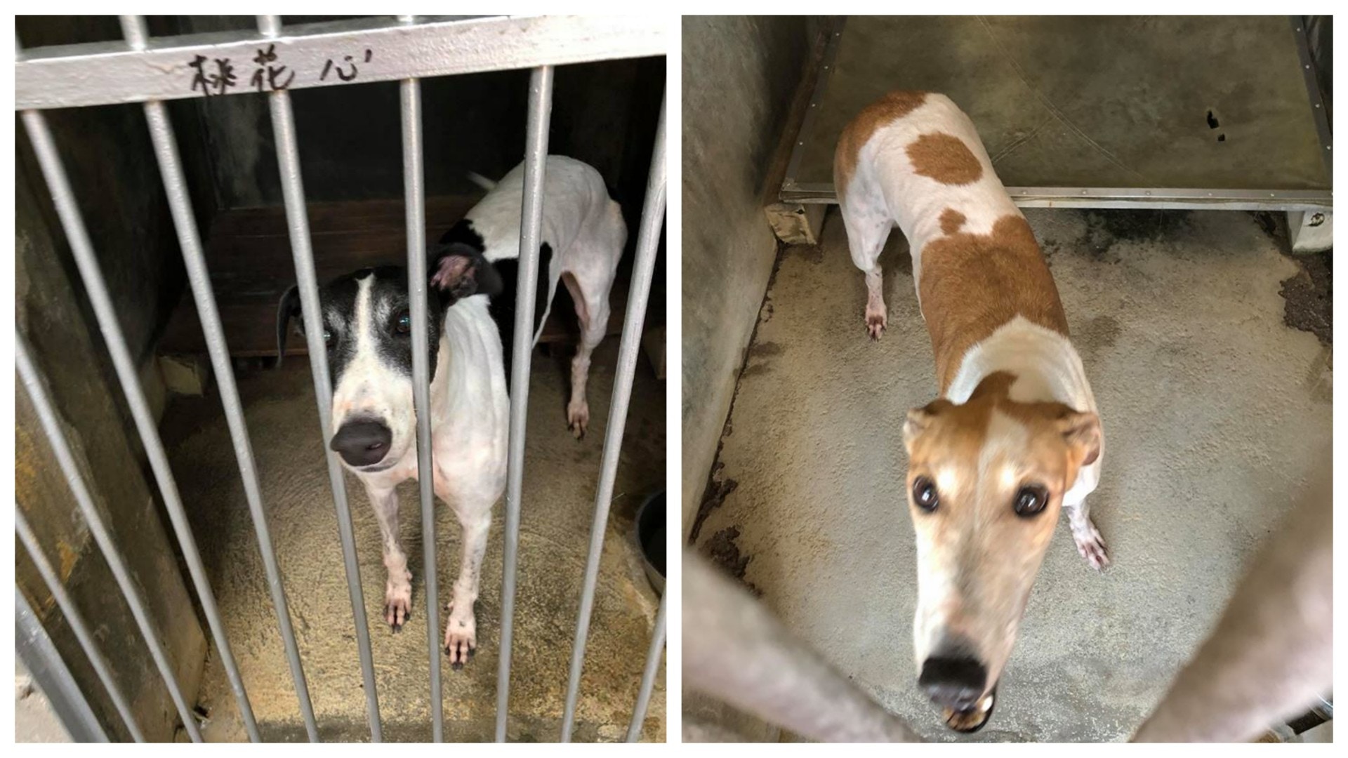 逸園裡的格力犬超過一半都評為第2級健康水平。(Albano Martins@facebook) 逸園裡的格力犬超過一半都評為第2級健康水平。(Albano Martins@facebook)