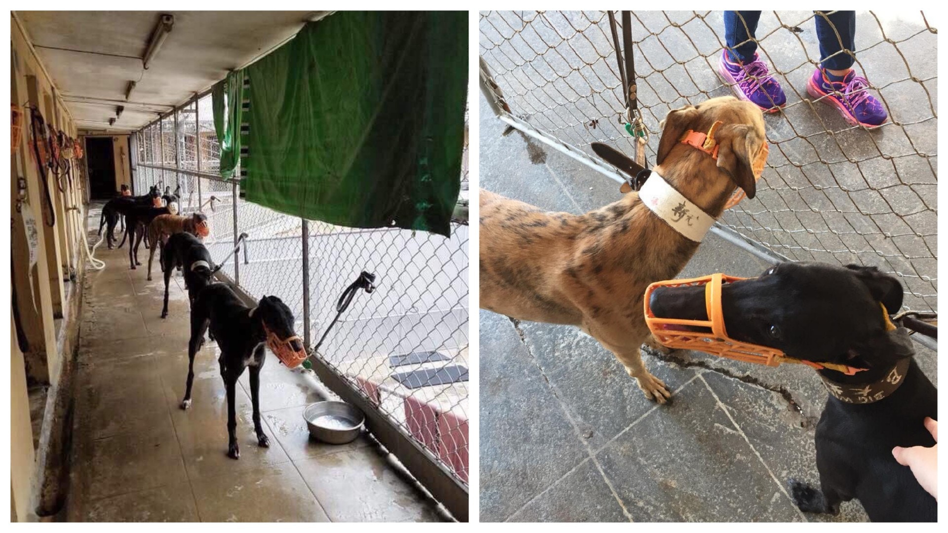 有指義工被拒進場後,格力犬變得悶悶不樂,有些更暴瘦起來。(Albano Martins@facebook) 有指義工被拒進場後,格力犬變得悶悶不樂,有些更暴瘦起來。(Albano Martins@facebook)