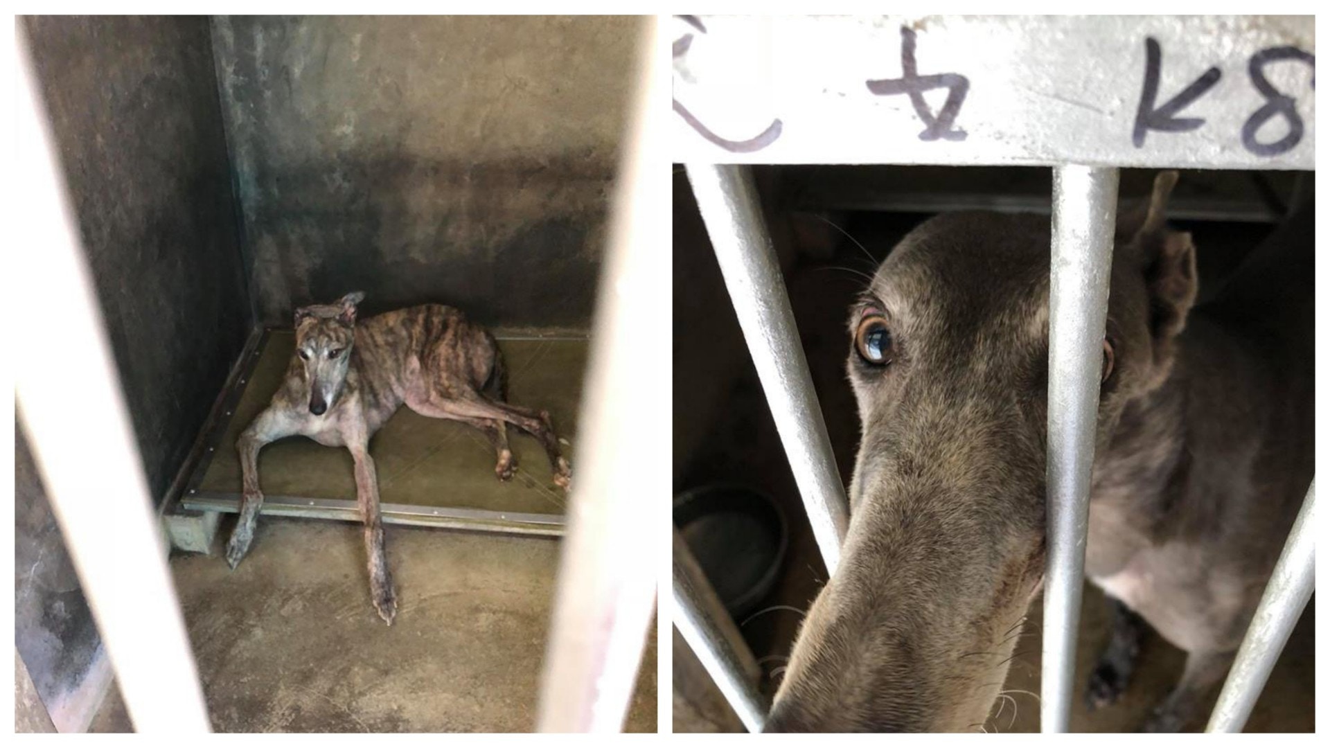 面對大量格力犬需要醫療資源,民署是否都能應付,Matrins表示擔憂。(Albano Martins@facebook) 面對大量格力犬需要醫療資源,民署是否都能應付,Matrins表示擔憂。(Albano Martins@facebook)