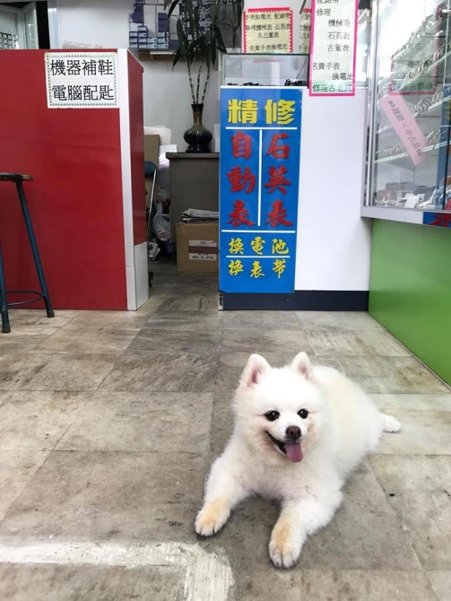 「添爺」的招牌坐姿,總是在店舖內迎接客人。(受訪者提供) 「添爺」的招牌坐姿,總是在店舖內迎接客人。(受訪者提供)