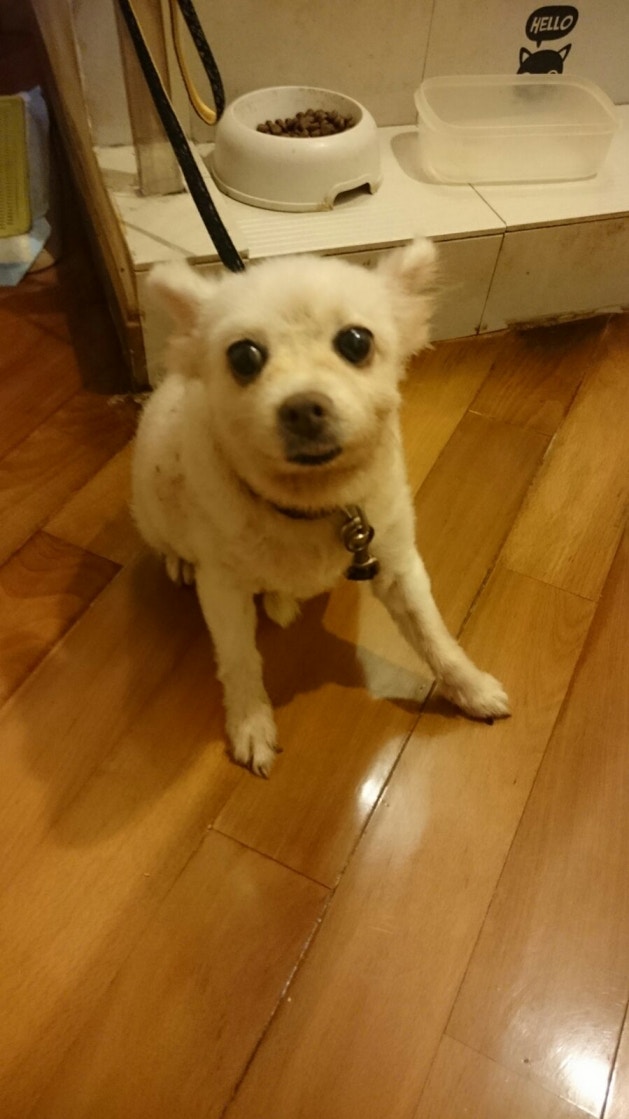 許先生一家2年前初見「添爺」的時候。(受訪者提供) 許先生一家2年前初見「添爺」的時候。(受訪者提供)