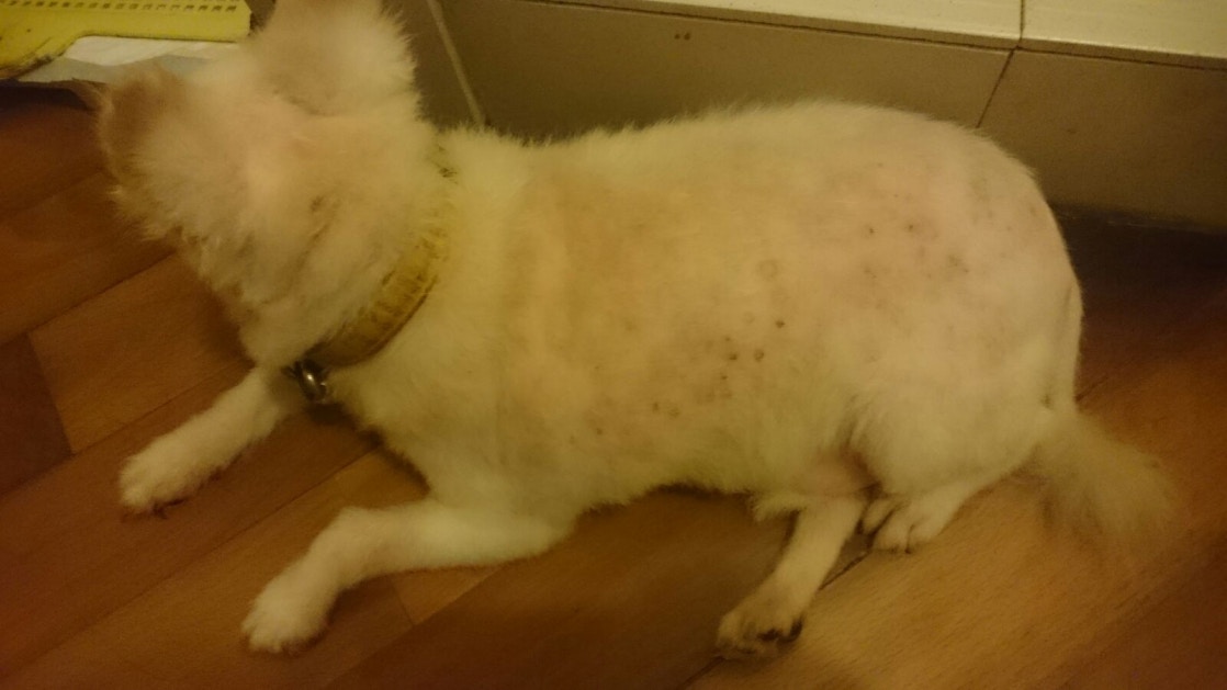 「添爺」當時因有皮膚病,被剃去不少毛髮。(受訪者提供) 「添爺」當時因有皮膚病,被剃去不少毛髮。(受訪者提供)