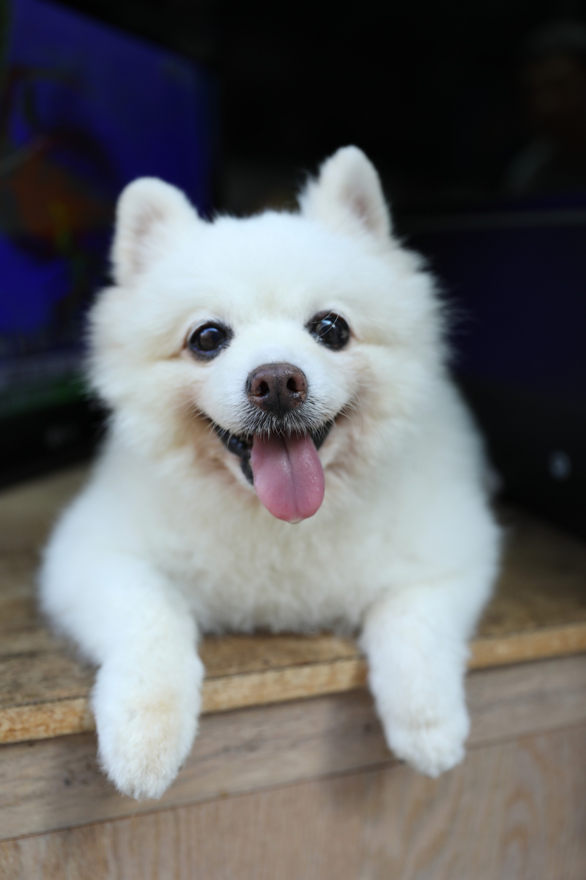 現時可愛外表的「添爺」,2年前原來並非這個樣子。(吳嘉俊攝) 現時可愛外表的「添爺」,2年前原來並非這個樣子。(吳嘉俊攝)