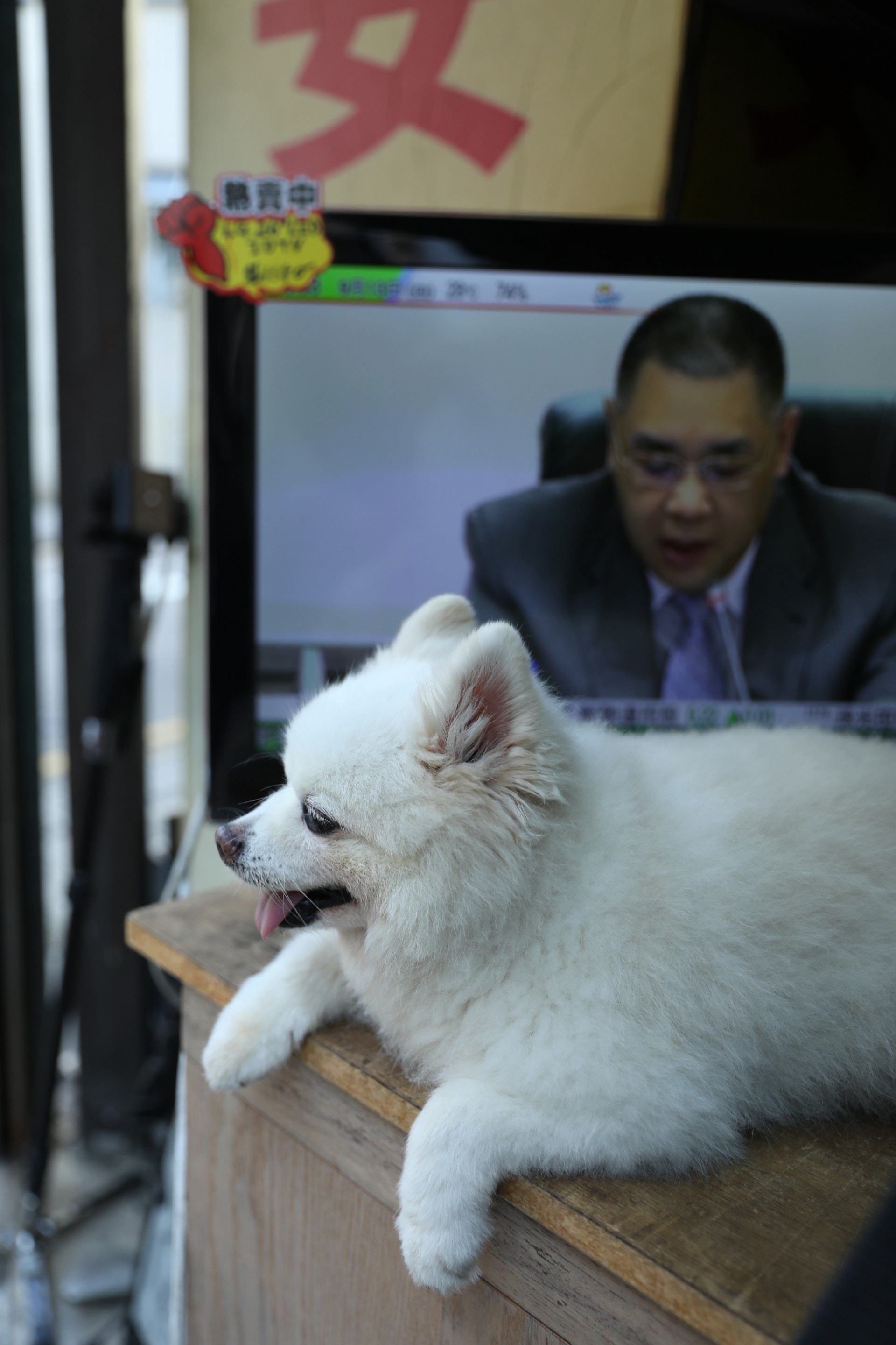 雖然「添爺」時常走到鐘錶舖享受冷氣,但偶爾也會在電視舖「看門口」。(吳嘉俊攝) 雖然「添爺」時常走到鐘錶舖享受冷氣,但偶爾也會在電視舖「看門口」。(吳嘉俊攝)