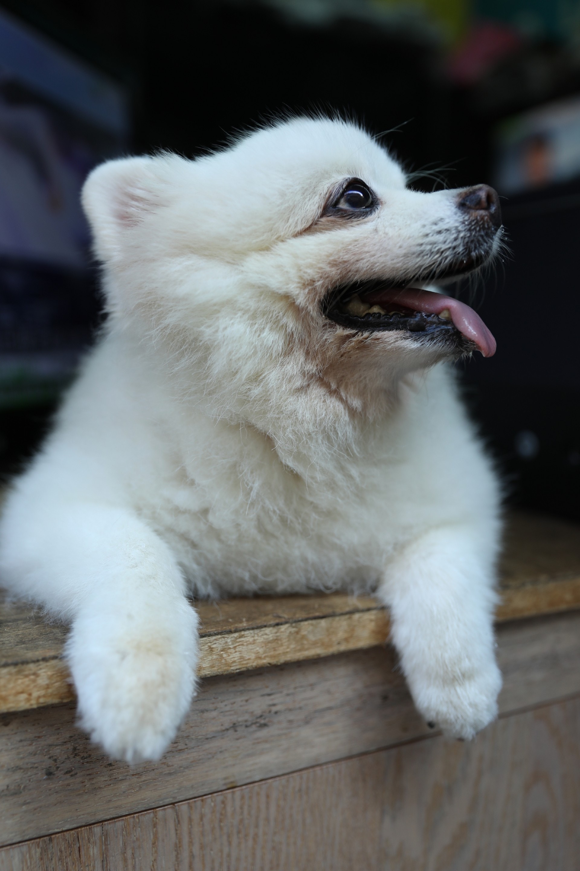 雖然「添爺」時常走到鐘錶舖享受冷氣,但偶爾也會在電視舖「看門口」。(吳嘉俊攝) 雖然「添爺」時常走到鐘錶舖享受冷氣,但偶爾也會在電視舖「看門口」。(吳嘉俊攝)