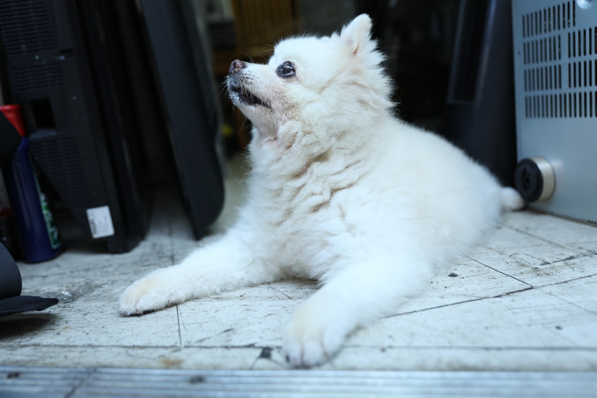 雖然「添爺」時常走到鐘錶舖享受冷氣,但偶爾也會在電視舖「看門口」。(吳嘉俊攝) 雖然「添爺」時常走到鐘錶舖享受冷氣,但偶爾也會在電視舖「看門口」。(吳嘉俊攝)