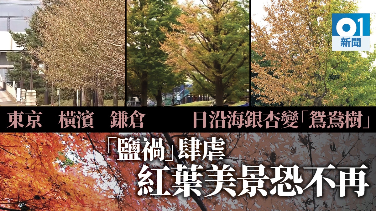 紅葉迷注意日本颱風過後鹽禍衝擊樹葉未紅先枯慘變 鴛鴦樹 香港01 世界說