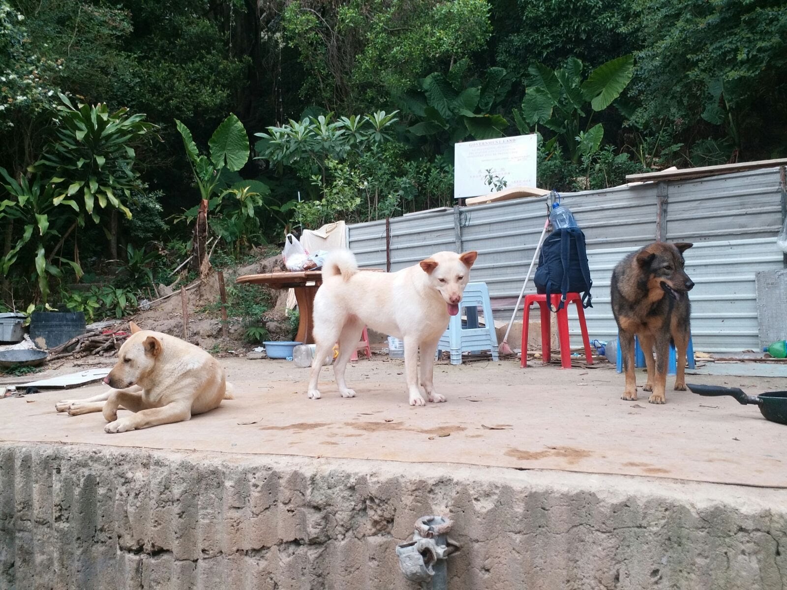 黃大仙獅子山一帶流浪狗問題嚴重。(相片由NPV提供) 黃大仙獅子山一帶流浪狗問題嚴重。(相片由NPV提供)