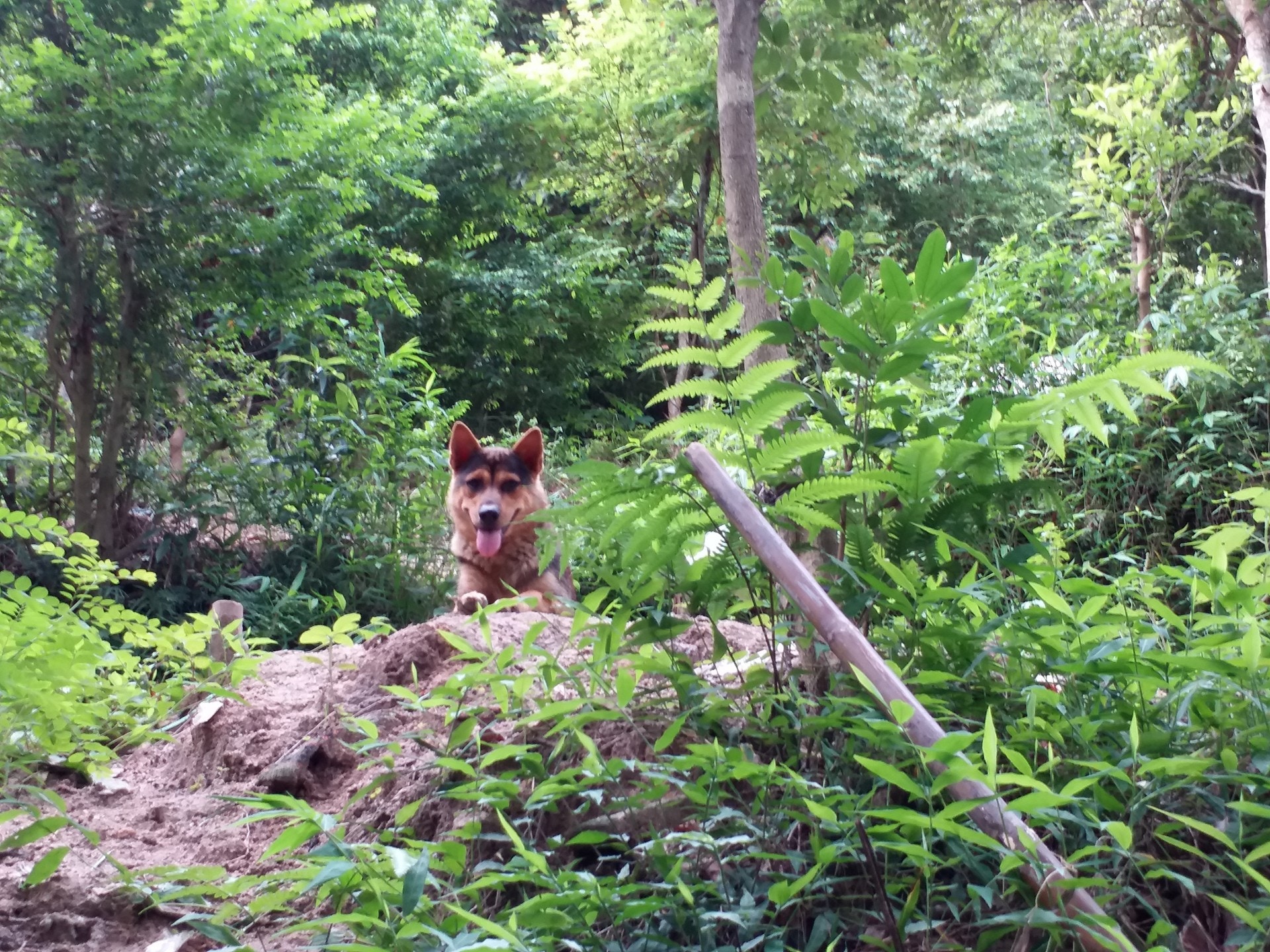 (相片由NPV提供) (相片由NPV提供)