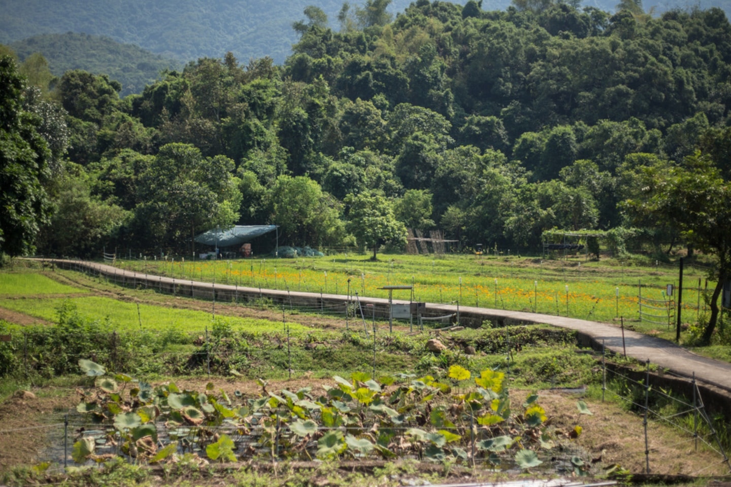 常耕農地僅佔整體農地面積16% 農夫憂隨時被收地不敢投放資源
