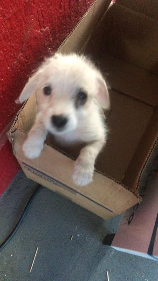 小狗已交由愛護動物人士照顧。（fb「Josiel Pedro Barbosa」圖片）