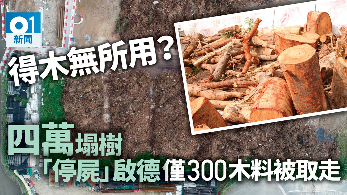 【山竹一個月後】啟德取樹區未分類易發霉 工匠:曝曬難造大工藝 【山竹一個月後】啟德取樹區未分類易發霉 工匠:曝曬難造大工藝