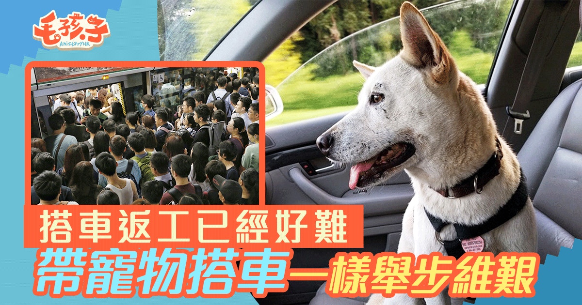 遇港鐵故障要準時上班未算難　帶寵物出門難上加難