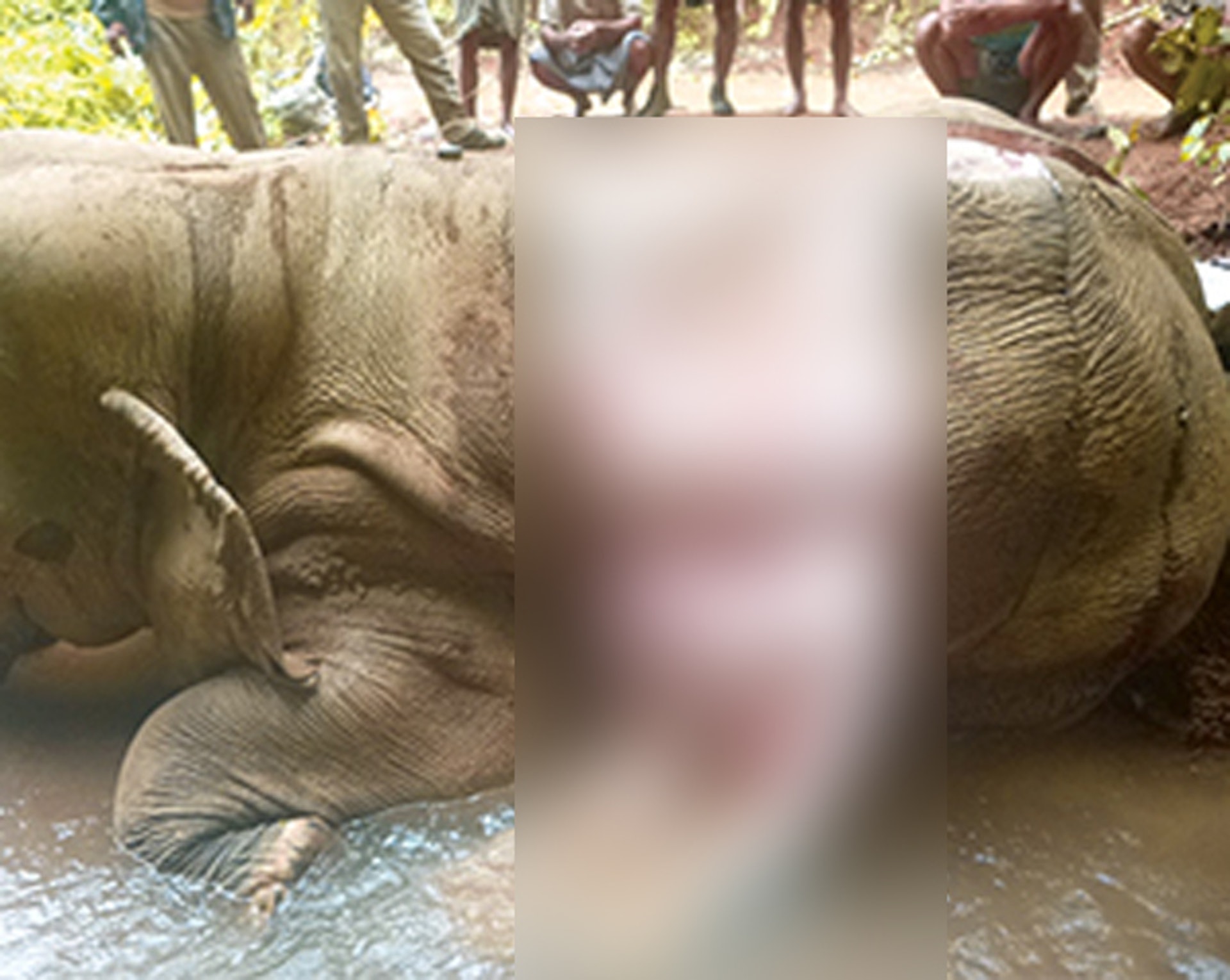 未斷氣剝象皮中國商人製 血念珠 專家 緬甸象恐30年消失 未斷氣剝象皮中國商人製 血念珠 專家 緬甸象恐30年消失