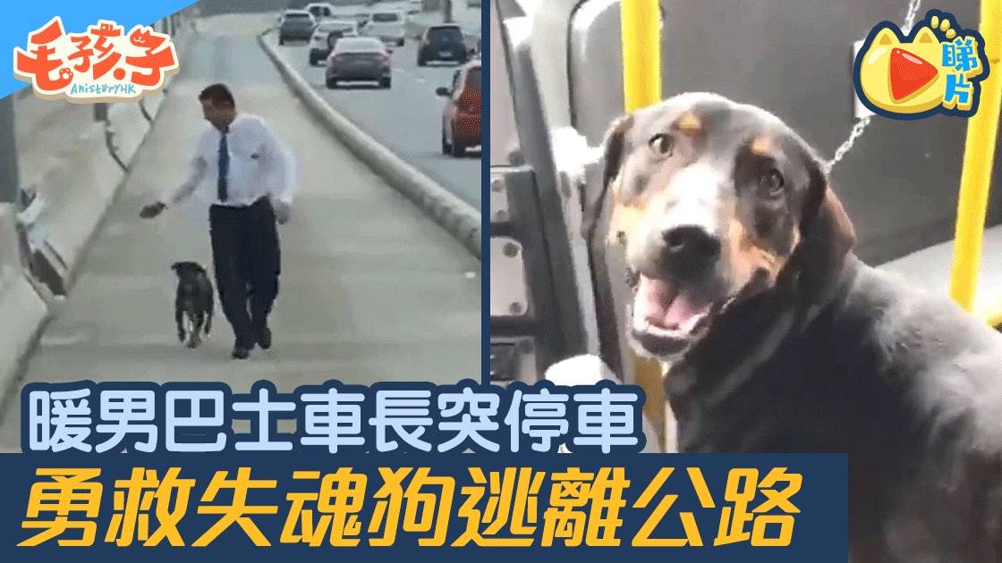 暖男車長公路停車 為救迷途失魂狗脫險 乘客拍手叫好 暖男車長公路停車 為救迷途失魂狗脫險 乘客拍手叫好