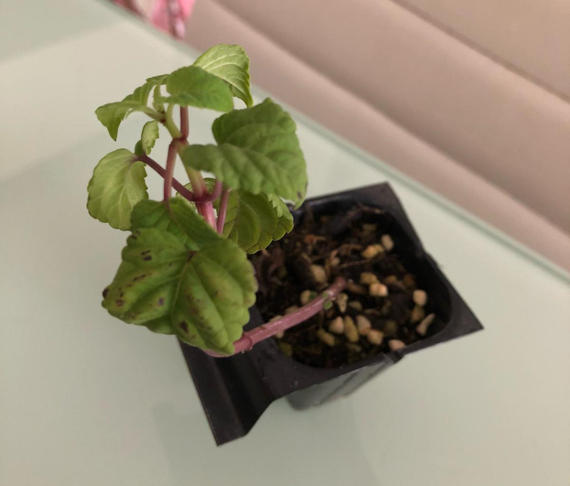 一人一花 一串紅新花苗到手做足四步避免枯死 一人一花 一串紅新花苗到手做足四步避免枯死