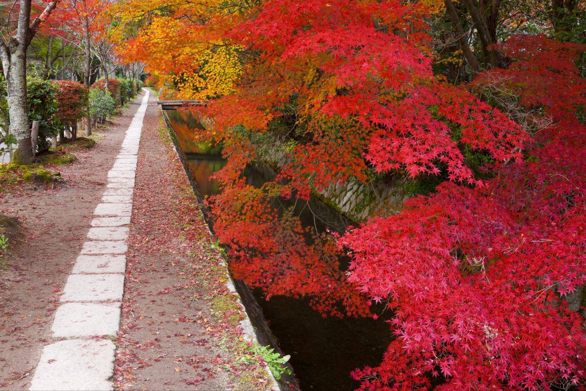 【第18名 - 哲學之道】春天會綻放櫻花，秋天則會滿佈紅葉，十分適合與另一半一同漫步賞景。