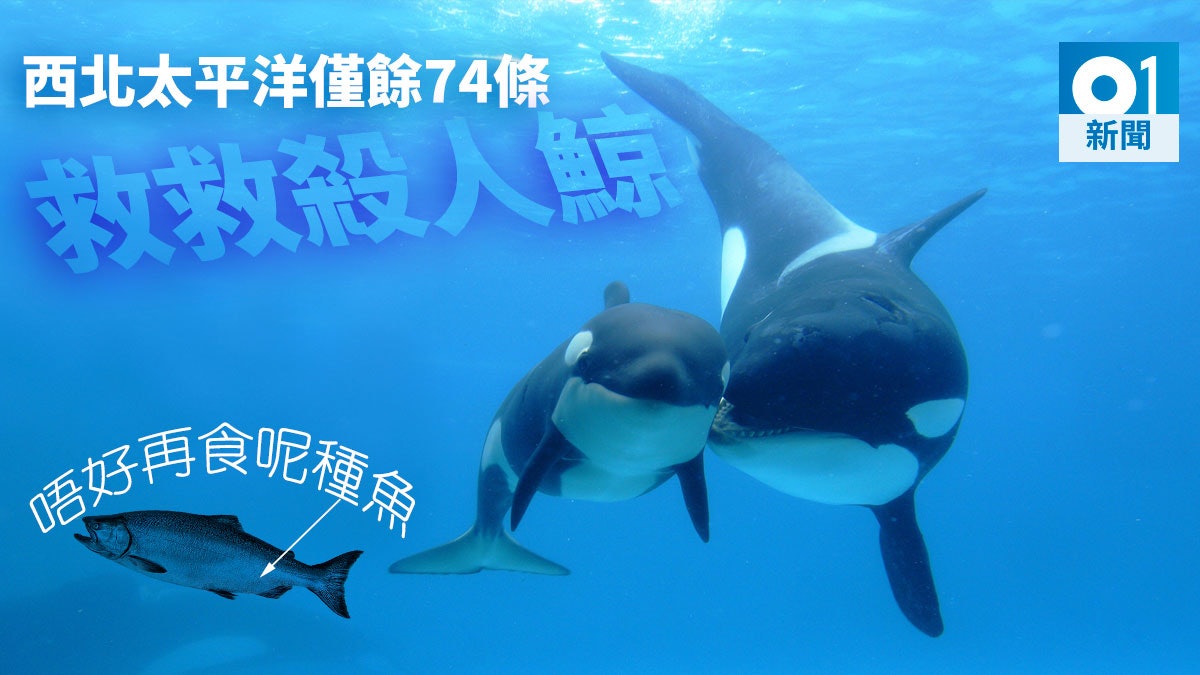救救殺人鯨!專家促確保三文魚數量 以餵飽殺人鯨防絕跡 救救殺人鯨!專家促確保三文魚數量 以餵飽殺人鯨防絕跡