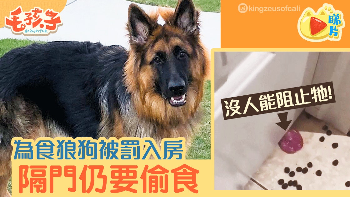 聰明狼狗被主人罰坐牢 憑秘技隔門偷零食 聰明狼狗被主人罰坐牢 憑秘技隔門偷零食