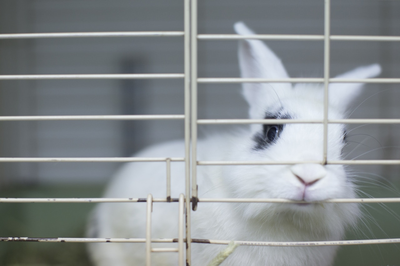 【領養兔仔】節日過後棄兔增多　飼養者必須畢生照料