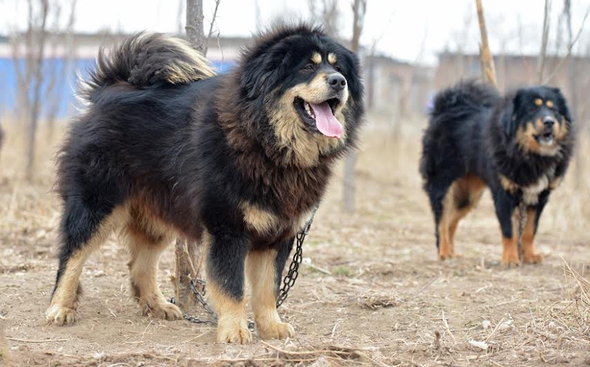 藏獒只對熟人友善天生獵犬西藏人愛用作護衛 香港01 社會新聞