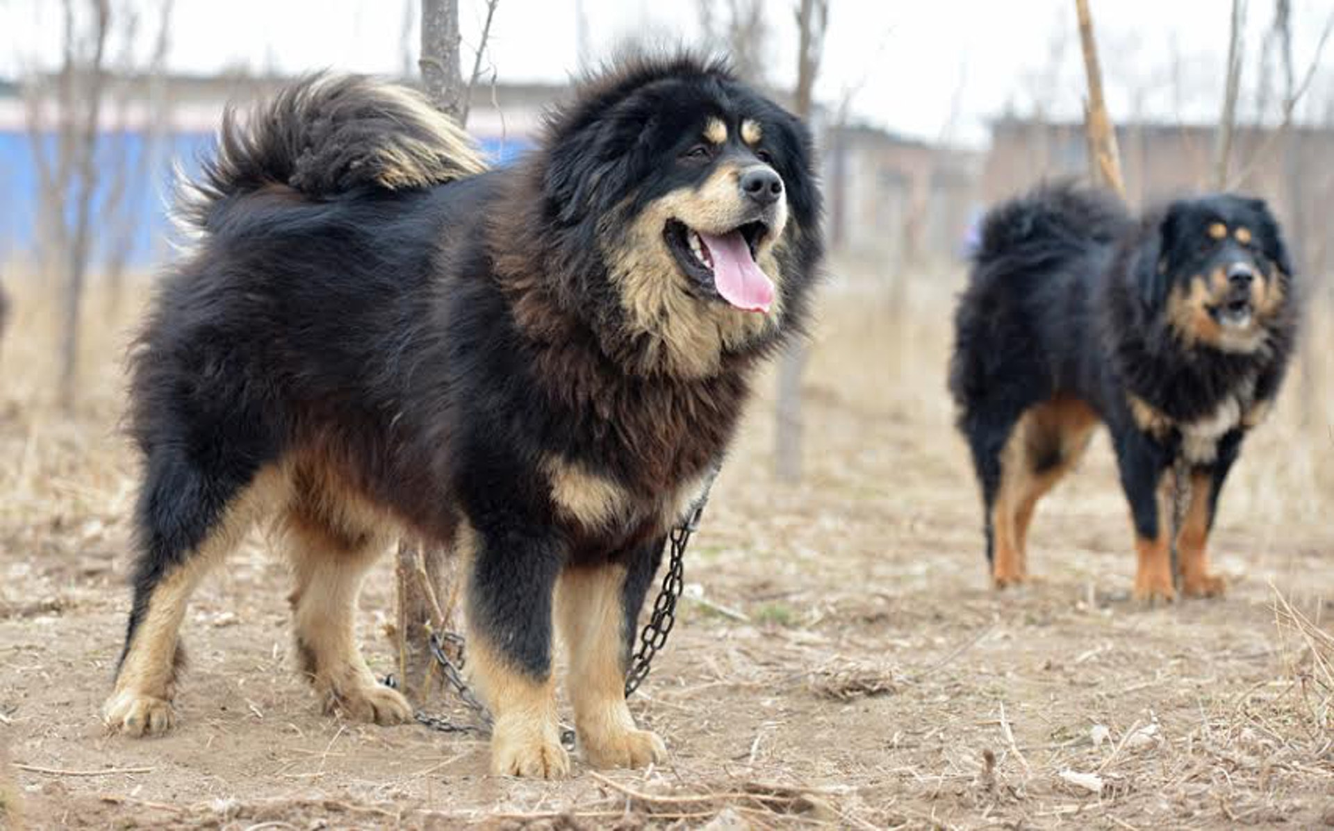 藏獒只對熟人友善天生獵犬西藏人愛用作護衛 香港01 社會新聞