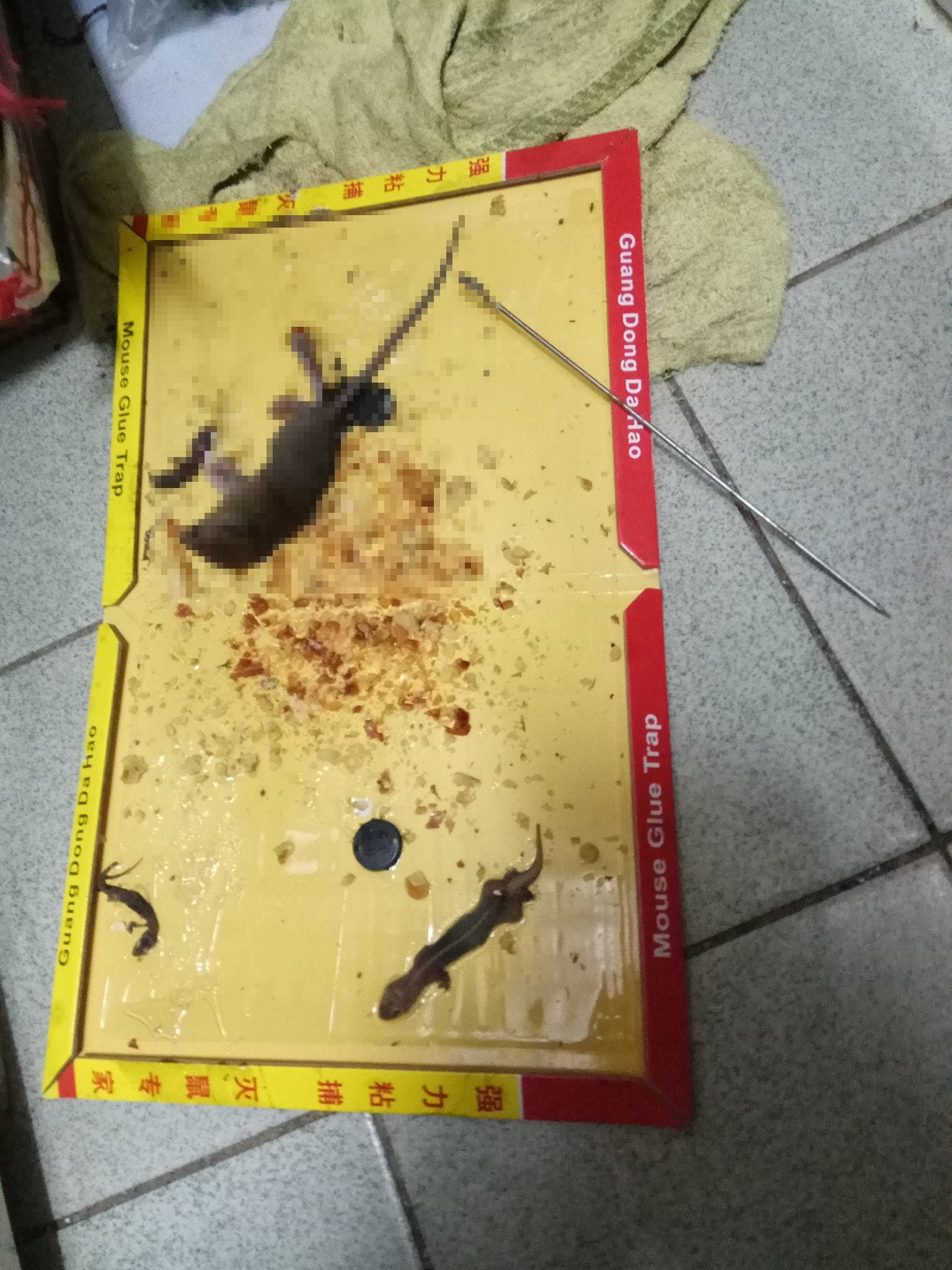 在家中捉到老鼠,對Herman來説,已經不是新鮮事。(街坊Herman提供) 在家中捉到老鼠,對Herman來説,已經不是新鮮事。(街坊Herman提供)