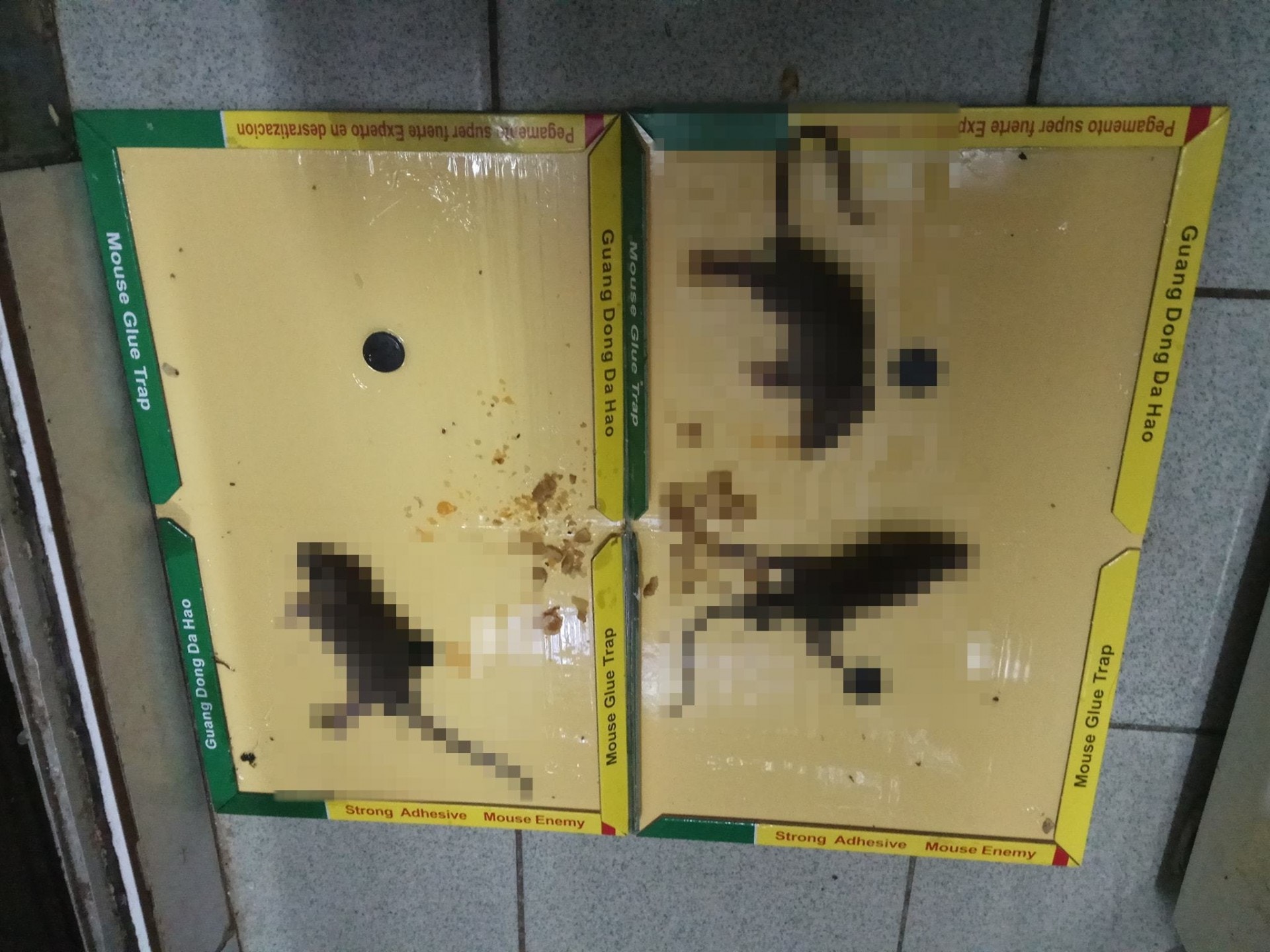 10月19日早上,Herman在家裏捉到3隻老鼠。(街坊Herman提供) 10月19日早上,Herman在家裏捉到3隻老鼠。(街坊Herman提供)