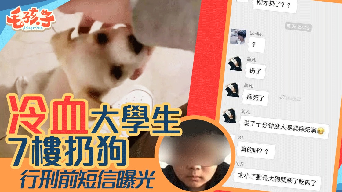 狗狗遭掟落街慘死行刑前對話曝光 翌日買一隻聽話狗狗 香港01 寵物 狗狗遭掟落街慘死行刑前對話曝光 翌日買一隻聽話狗狗 香港01 寵物
