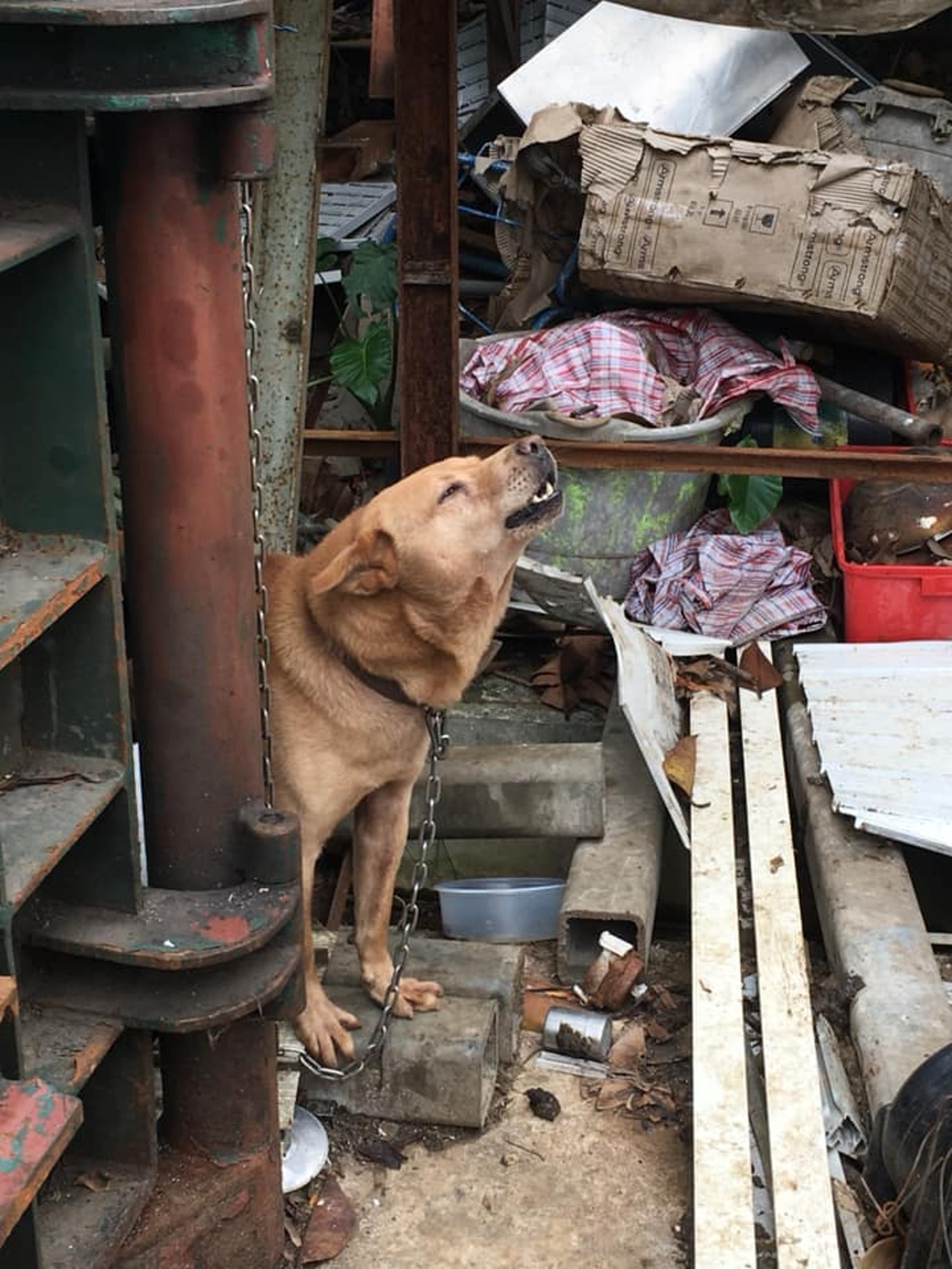 看到如此惡劣的居住環境,Sai Kung Stray Friends Foundations主席Narelle直言震驚 。(Sai Kung Stray Friends Foundations提供) 看到如此惡劣的居住環境,Sai Kung Stray Friends Foundations主席Narelle直言震驚 。(Sai Kung Stray Friends Foundations提供)