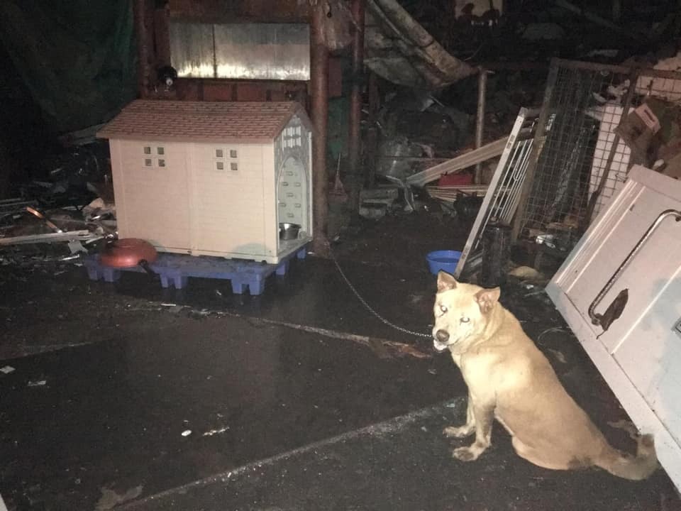 Narelle當天為狗隻帶來小屋、水、糧食等物資,並打算稍後帶小狗作絕育手術和身體檢查。(Sai Kung Stray Friends Foundations提供) Narelle當天為狗隻帶來小屋、水、糧食等物資,並打算稍後帶小狗作絕育手術和身體檢查。(Sai Kung Stray Friends Foundations提供)