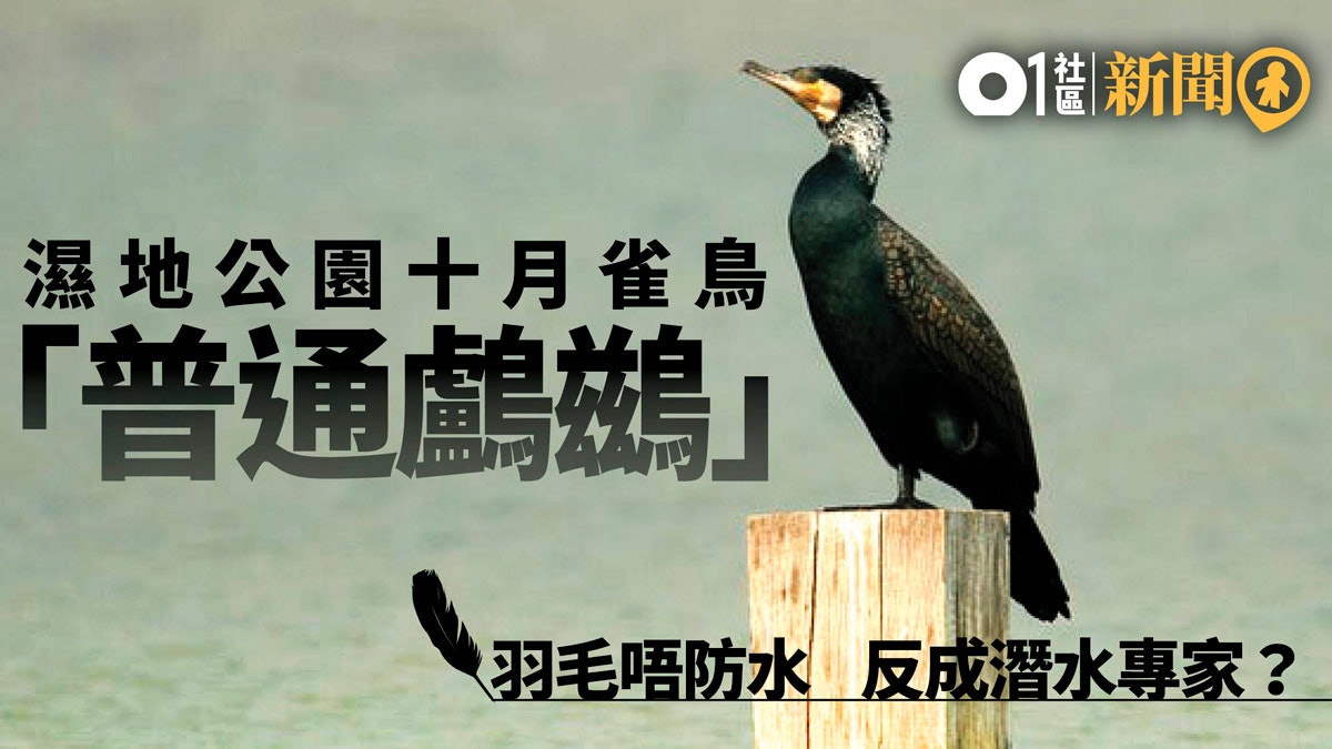 濕地公園十月之鳥 潛水專家鸕鷀現身為觀鳥季節揭幕 濕地公園十月之鳥 潛水專家鸕鷀現身為觀鳥季節揭幕