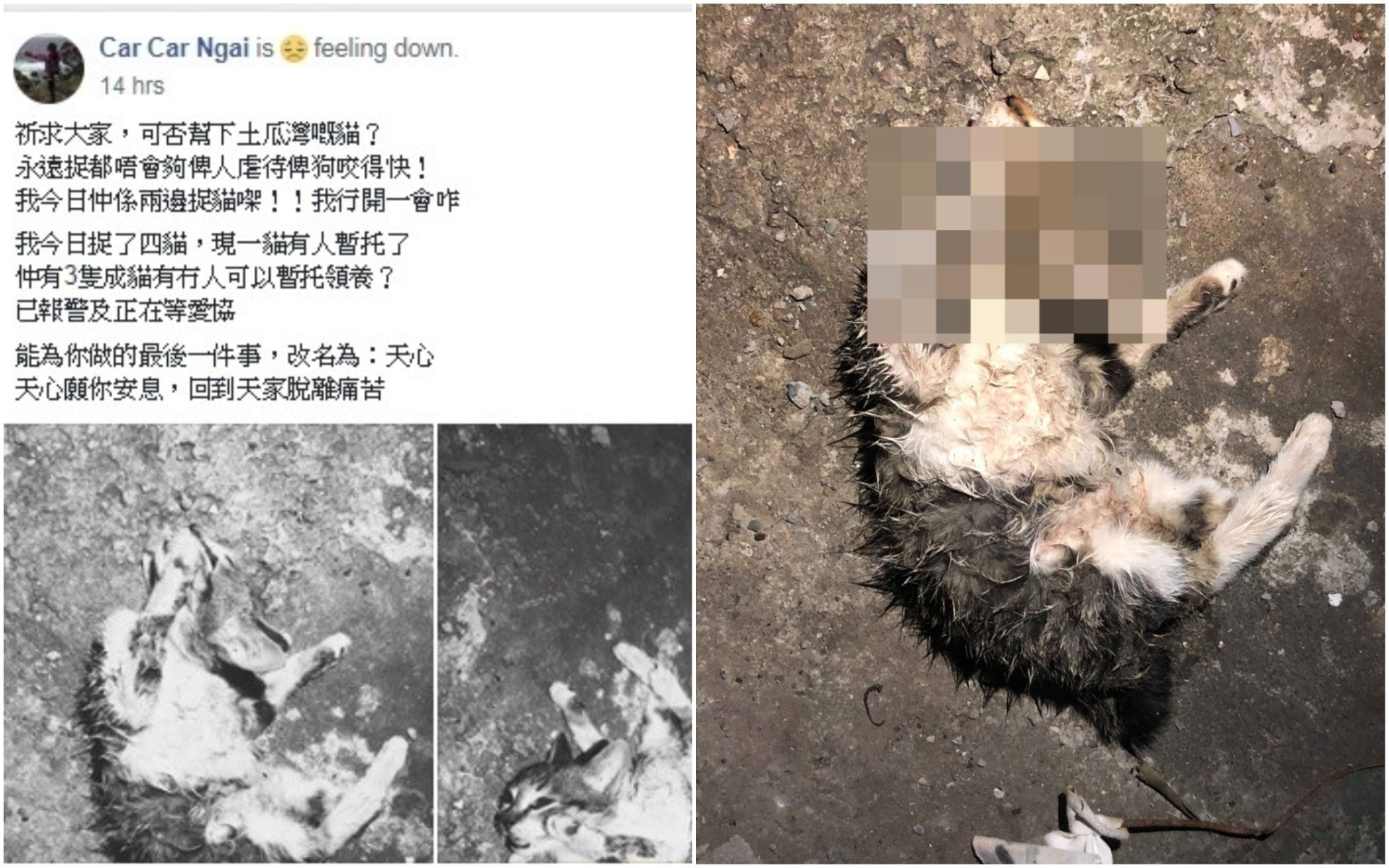 幼貓頭部扭曲、頸骨折斷，死狀極為恐怖。 （Car Car Ngai提供）