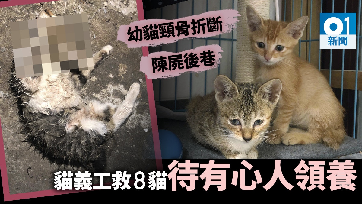 【暴屍街頭】六日四貓疑遭狗隻咬死　陳屍土瓜灣　倖存八貓待領養