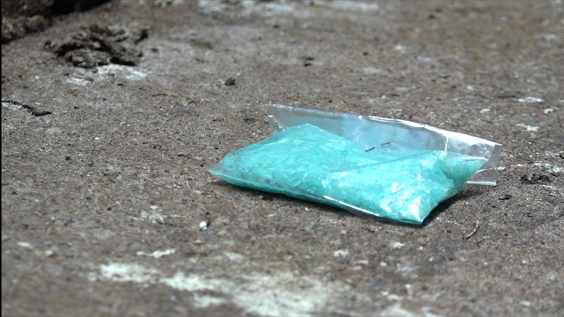 老鼠視覺較差,但臭覺靈敏。將毒鼠餌放在膠袋內,牠們根本難以聞到。(王海圖攝) 老鼠視覺較差,但臭覺靈敏。將毒鼠餌放在膠袋內,牠們根本難以聞到。(王海圖攝)