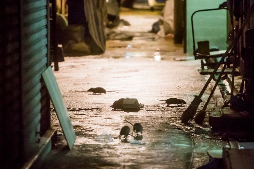 本港不少後巷都可找到老鼠,正是因為隨街的食物渣滓,成了牠們的美食。(資料圖片) 本港不少後巷都可找到老鼠,正是因為隨街的食物渣滓,成了牠們的美食。(資料圖片)