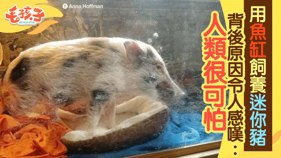 主人因為一個理由 竟用魚缸養迷你豬 可憐小豬只得11磅 主人因為一個理由 竟用魚缸養迷你豬 可憐小豬只得11磅