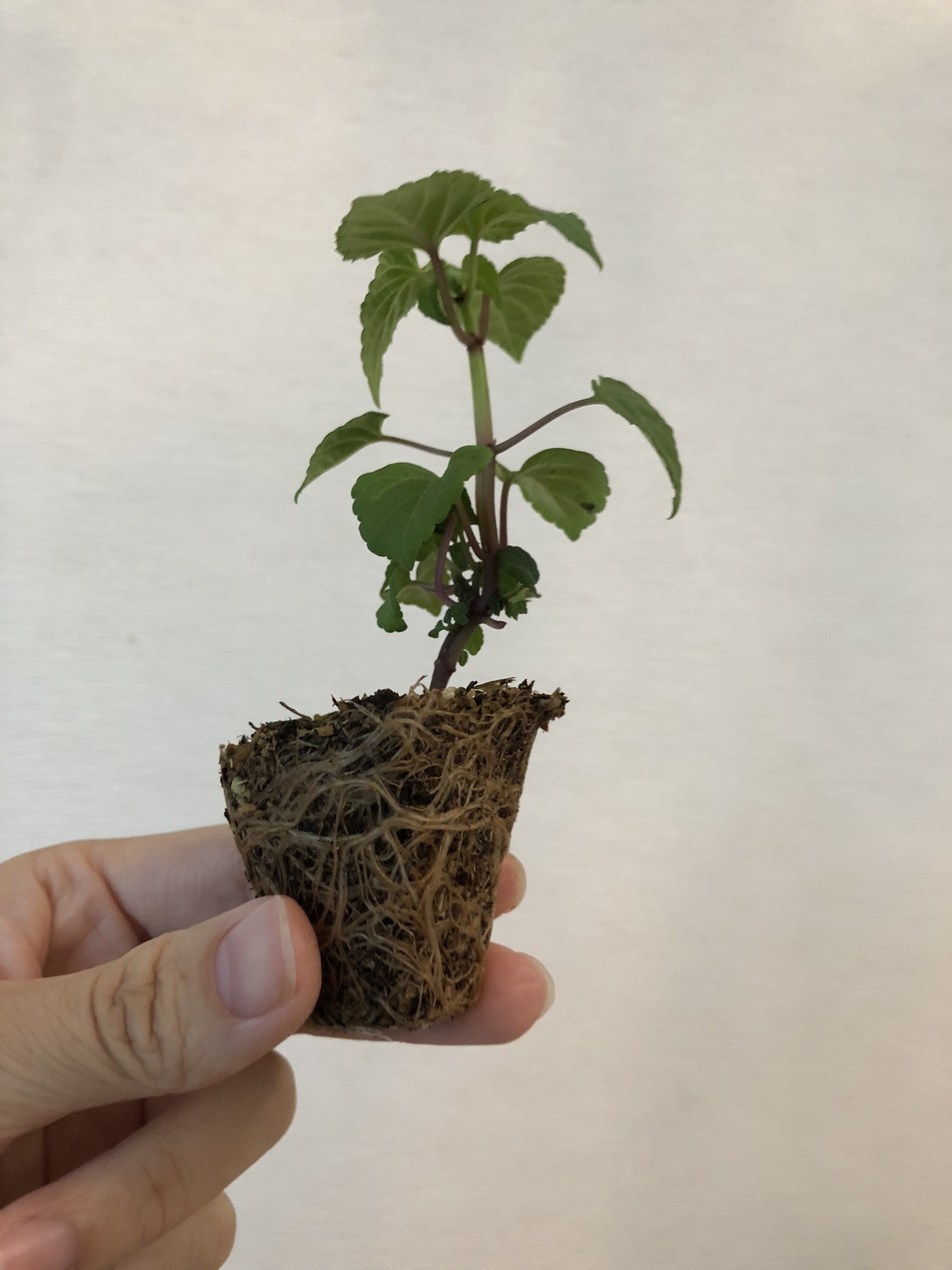 一人一花 首次種植一串紅走入花墟問阿姐 買包泥囉 貓媽媽 一人一花 首次種植一串紅走入花墟問阿姐 買包泥囉 貓媽媽