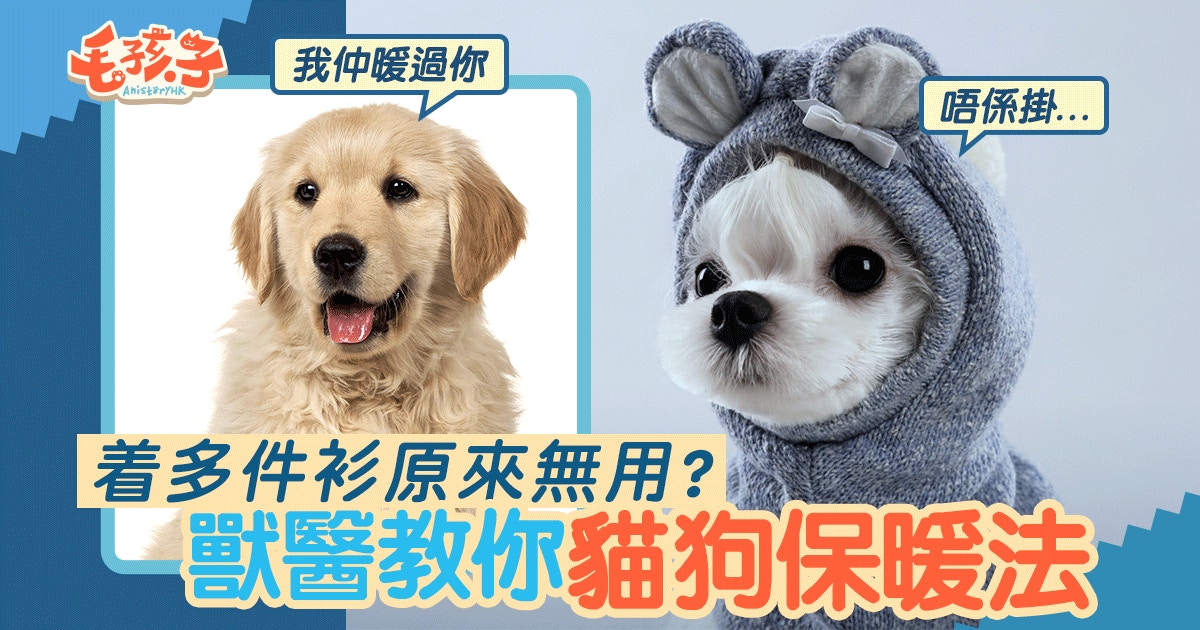 【寵物教室】以為穿衣可保暖你就錯了　獸醫教你正確毛孩禦寒法