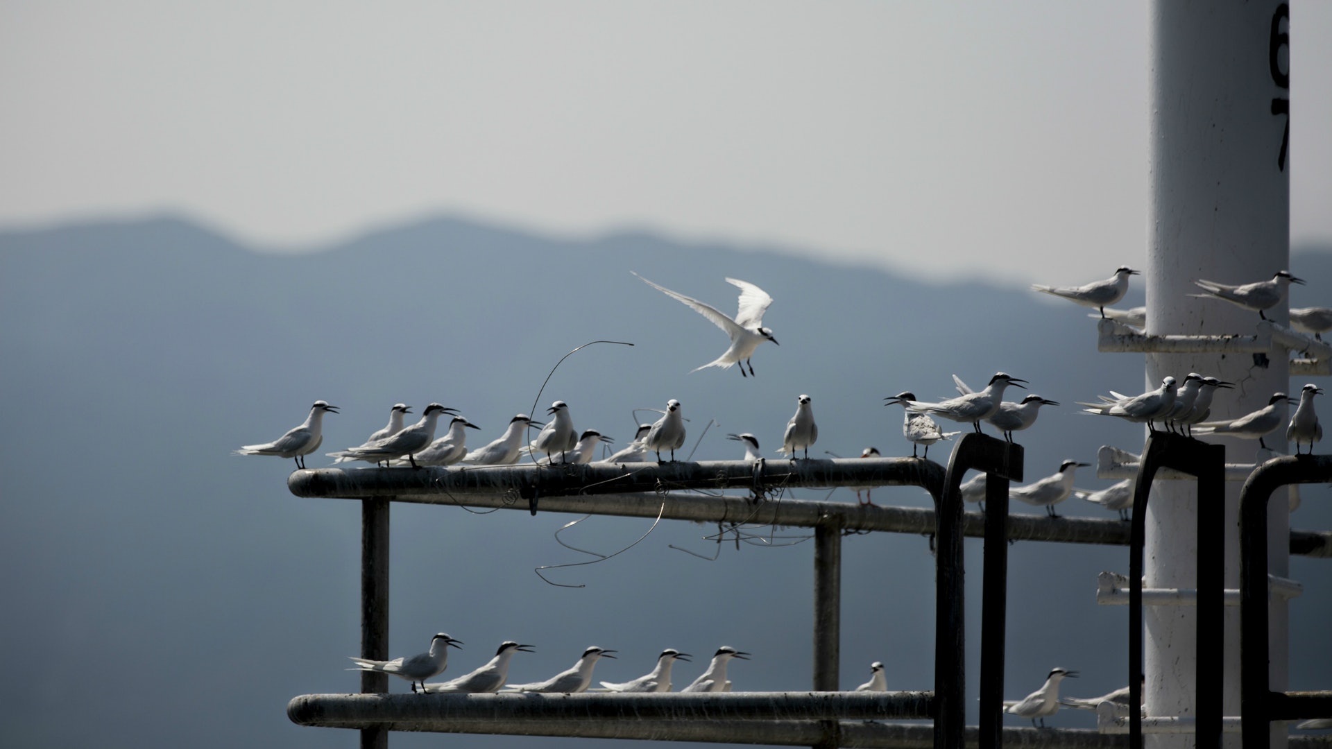 【夏候鳥】香港雀鳥矚目小眾 北上繁殖見證新生命來臨 【夏候鳥】香港雀鳥矚目小眾 北上繁殖見證新生命來臨
