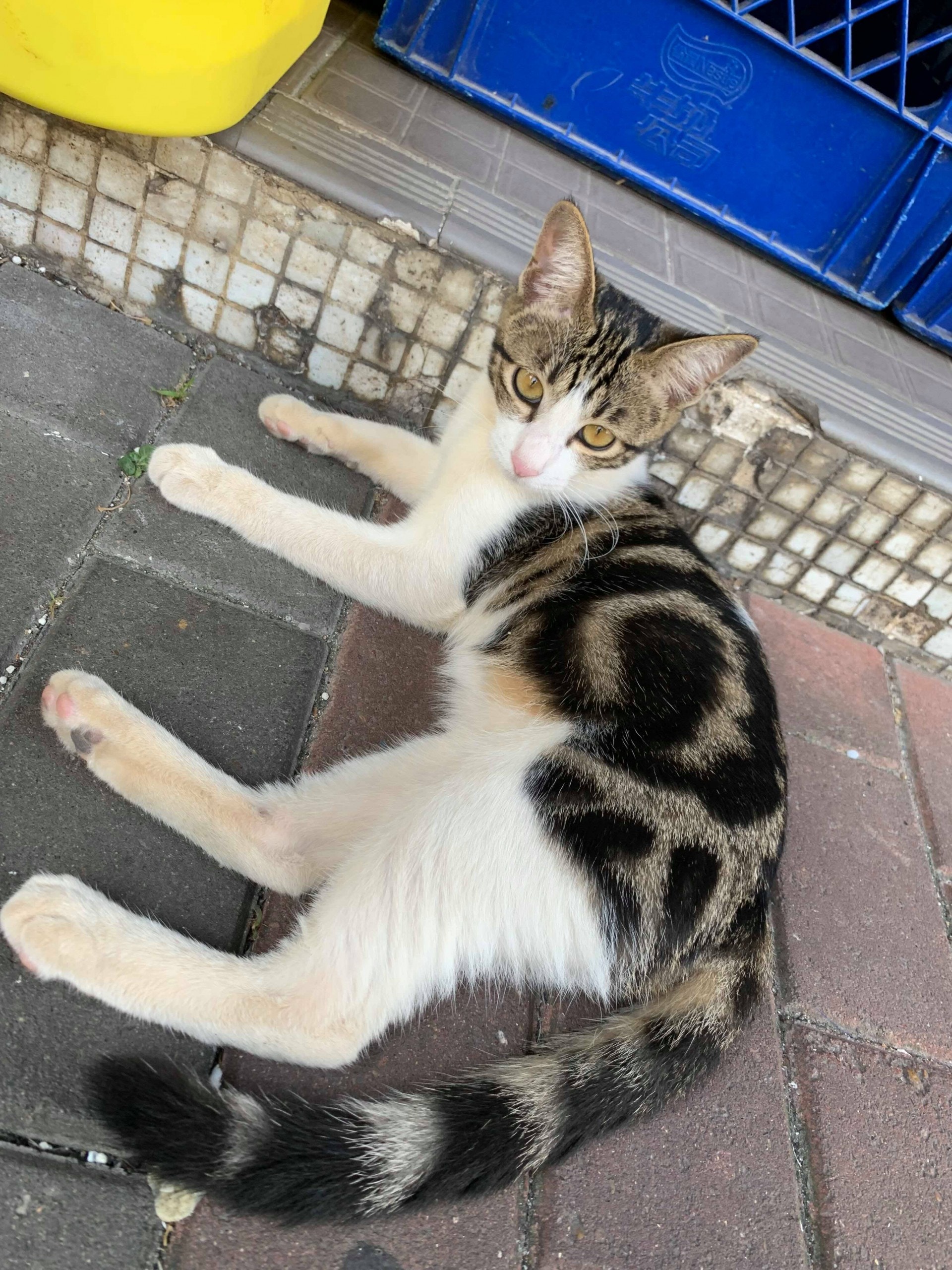 走失的貓貓名為「蘿蔔妹」,僅3個月大。(受訪者提供) 走失的貓貓名為「蘿蔔妹」,僅3個月大。(受訪者提供)