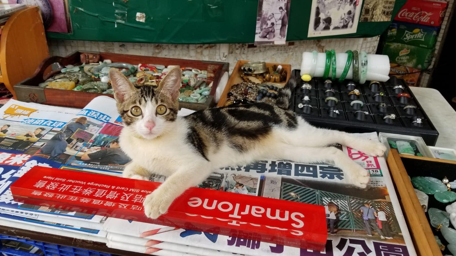 陳先生猜測「蘿蔔妹」是晚上偷溜出去後走失。(受訪者提供) 陳先生猜測「蘿蔔妹」是晚上偷溜出去後走失。(受訪者提供)