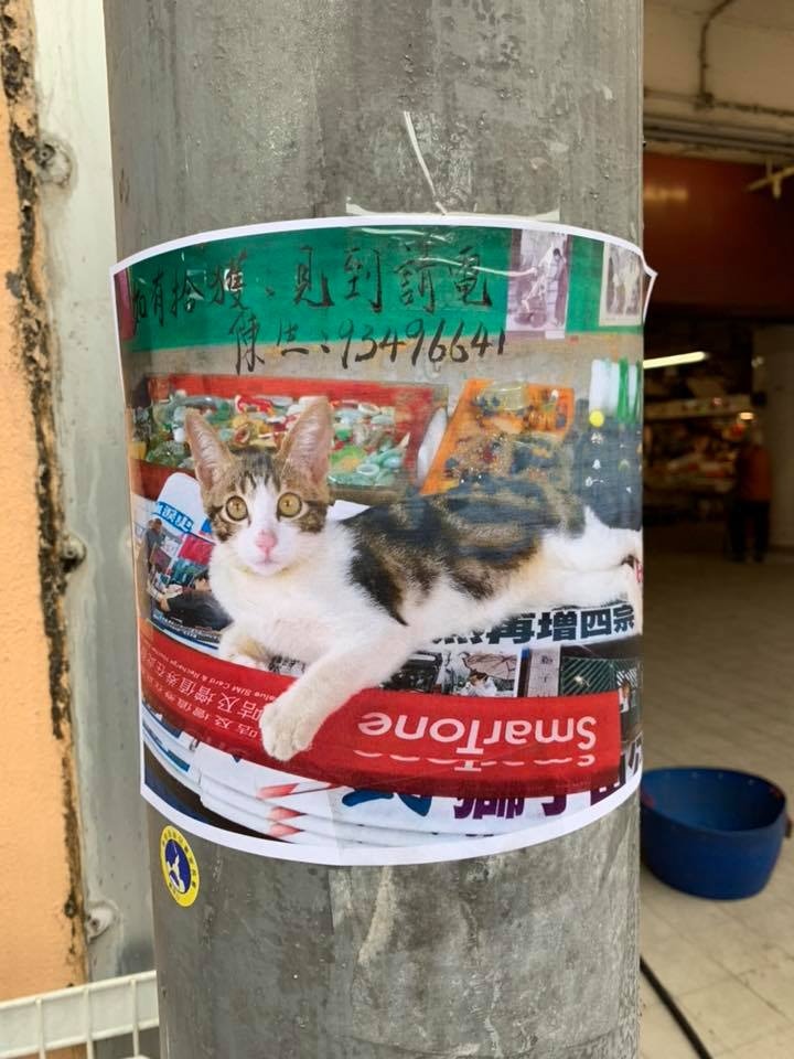 陳先生四處張貼尋貓告示,引起不少街坊注意。(受訪者提供) 陳先生四處張貼尋貓告示,引起不少街坊注意。(受訪者提供)