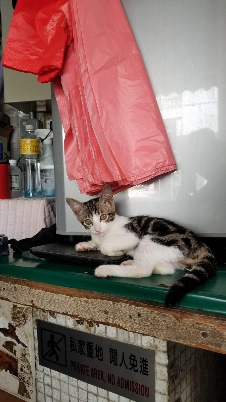 「蘿蔔妹」性格乖巧且親人,深受街坊喜愛。(受訪者提供) 「蘿蔔妹」性格乖巧且親人,深受街坊喜愛。(受訪者提供)