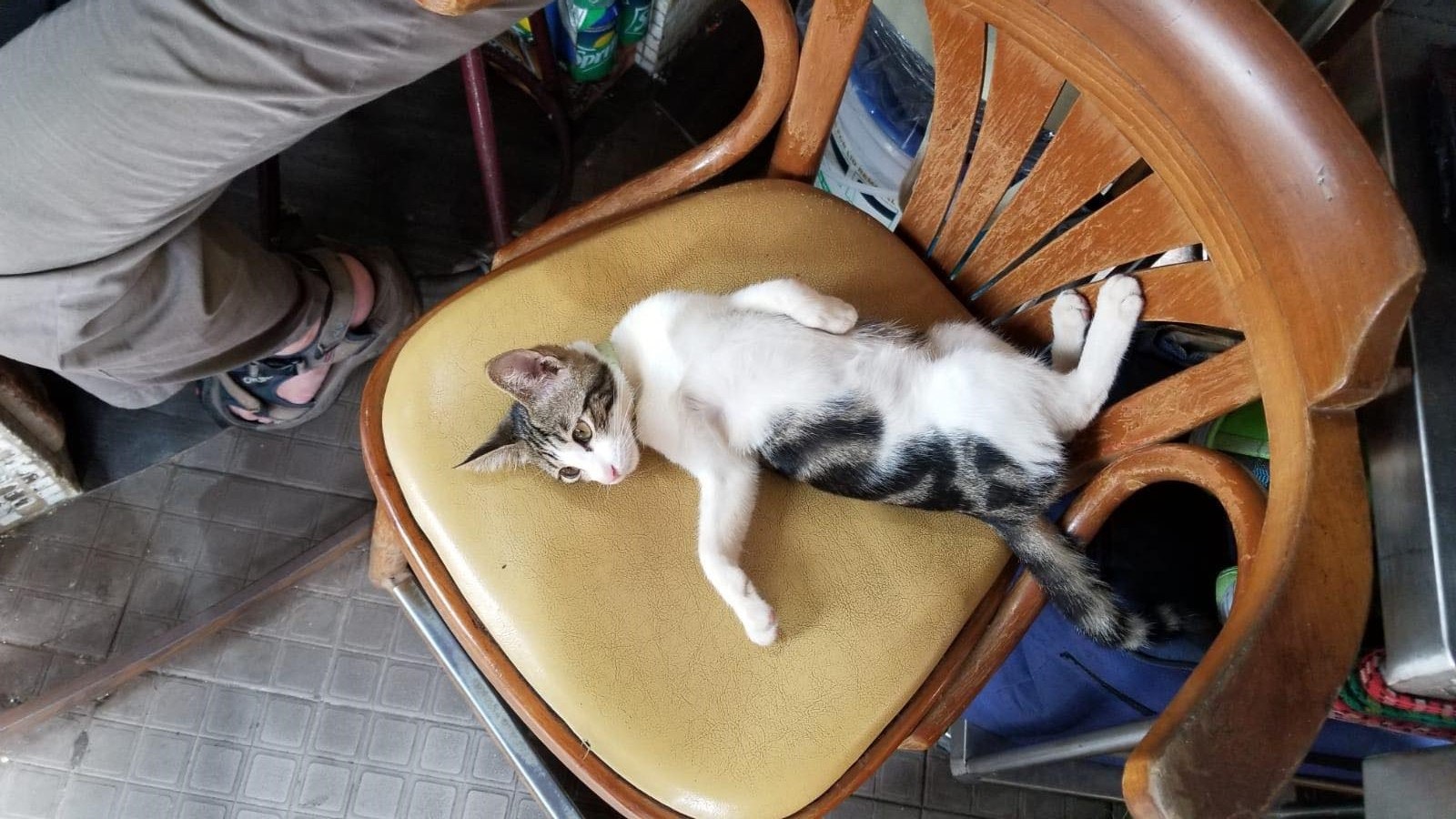 「蘿蔔妹」性格乖巧且親人,深受街坊喜愛。(受訪者提供) 「蘿蔔妹」性格乖巧且親人,深受街坊喜愛。(受訪者提供)