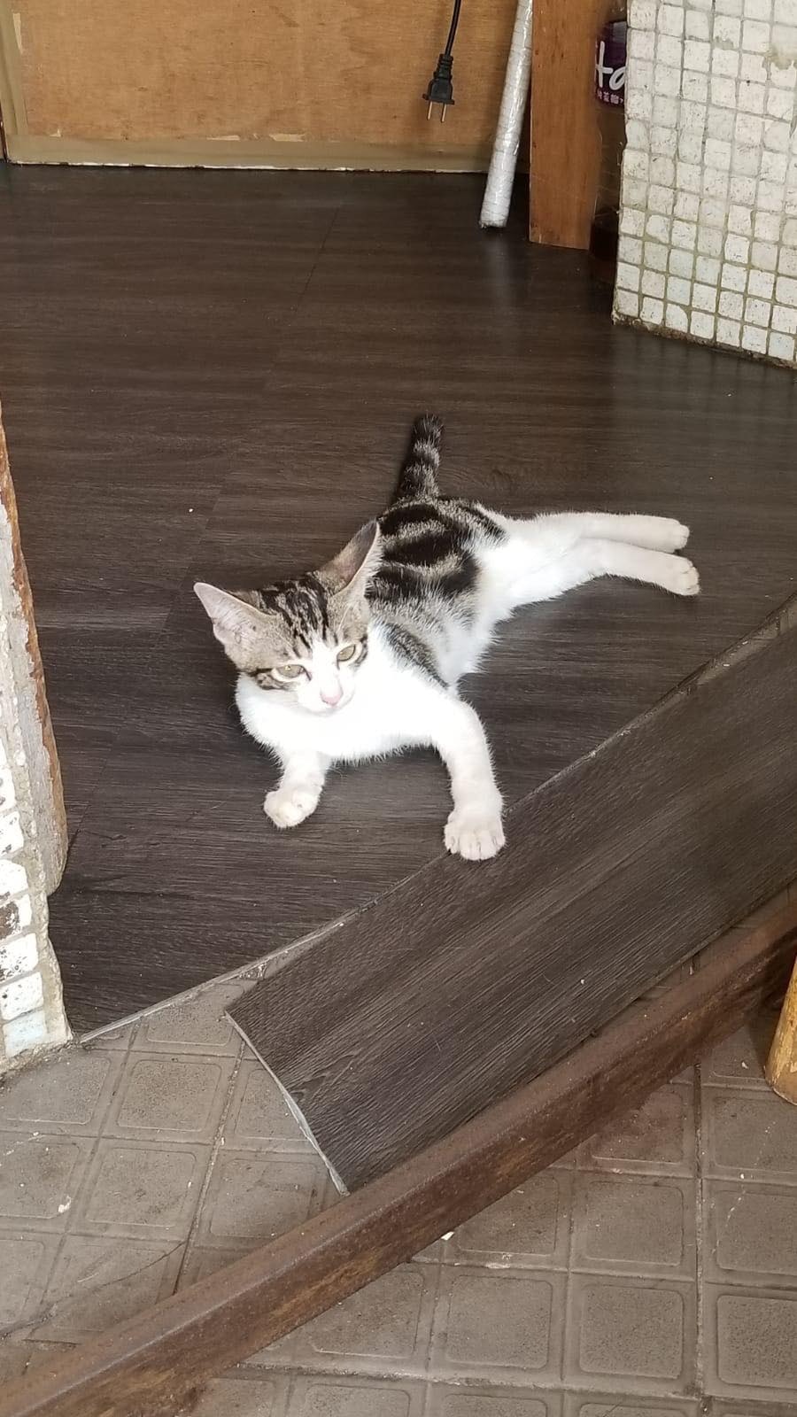 「蘿蔔妹」性格乖巧且親人,深受街坊喜愛。(受訪者提供) 「蘿蔔妹」性格乖巧且親人,深受街坊喜愛。(受訪者提供)