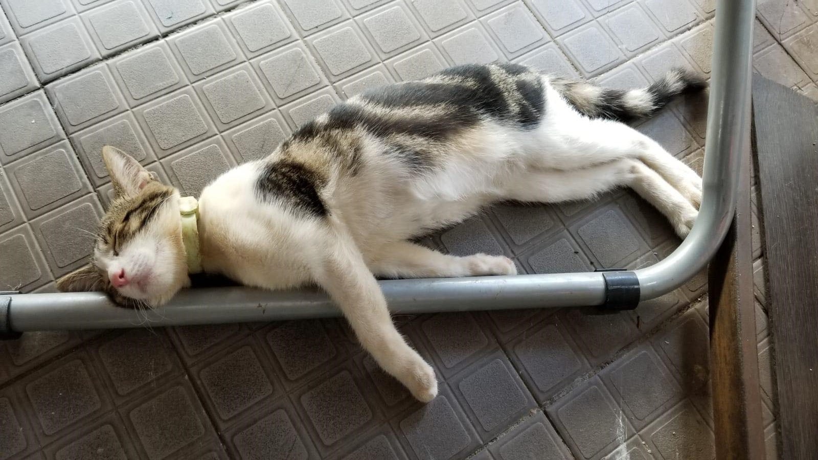 「蘿蔔妹」性格乖巧且親人,深受街坊喜愛。(受訪者提供) 「蘿蔔妹」性格乖巧且親人,深受街坊喜愛。(受訪者提供)