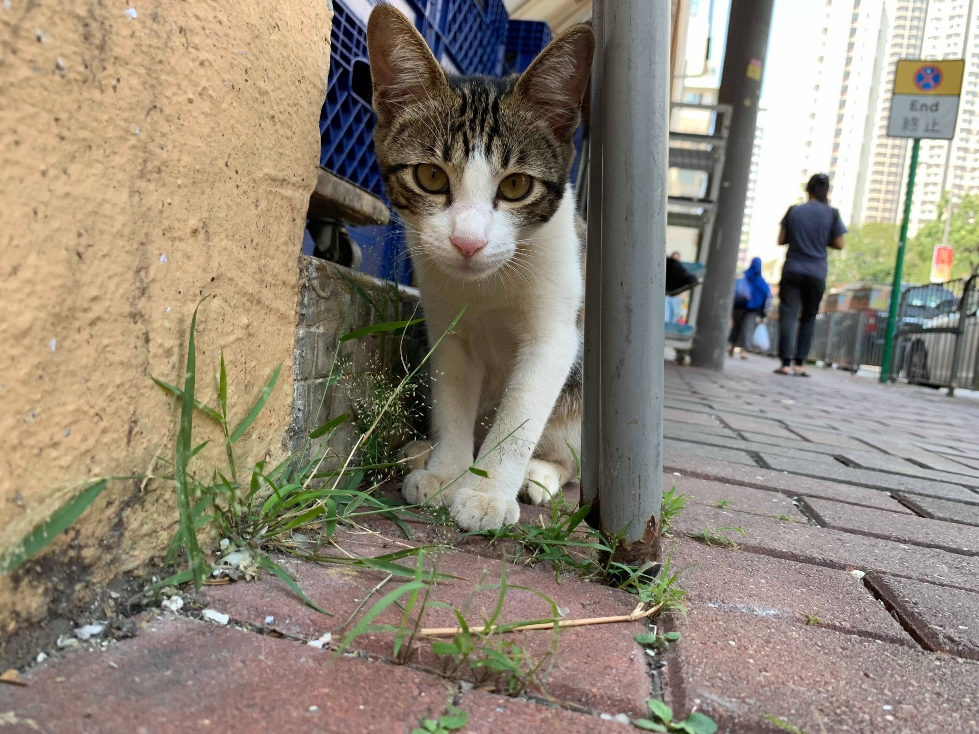 (受訪者提供) (受訪者提供)