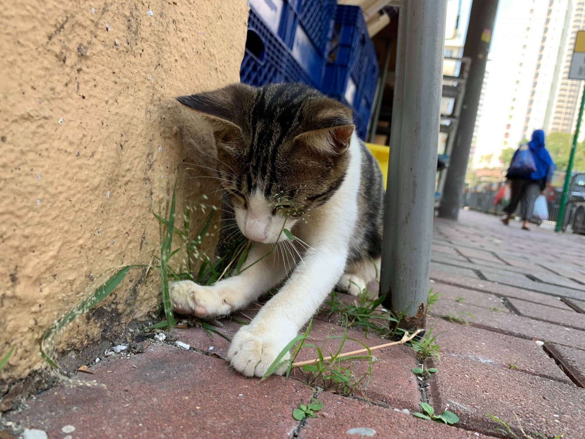 (受訪者提供) (受訪者提供)