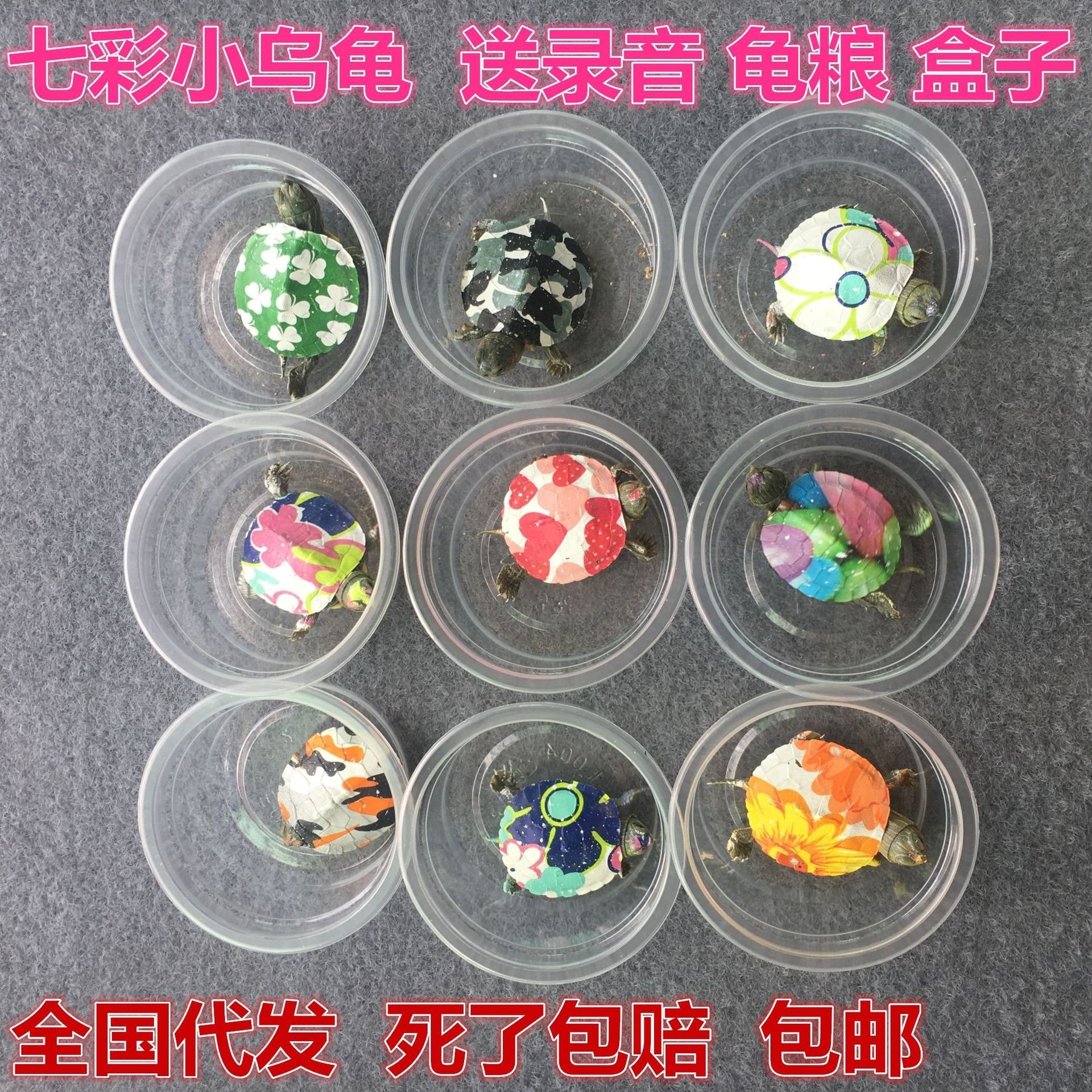 店舖表示「七彩小烏龜是活物,不支持退換貨」,但標榜「死了包賠」。(網上圖片) 店舖表示「七彩小烏龜是活物,不支持退換貨」,但標榜「死了包賠」。(網上圖片)